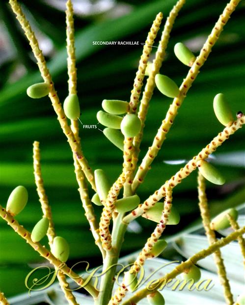  Sec. rachillae bearing  fruits